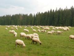 Grazende schapen
